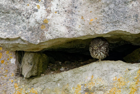 Thumbnail of Little Owl